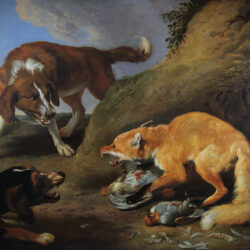 Fox attacked by two hunting dogs