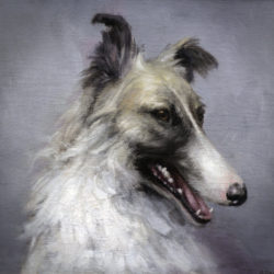 Portrait Russian Borzoi dog