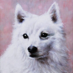 Oil on panel portrait of an American Eskimo dog 20th